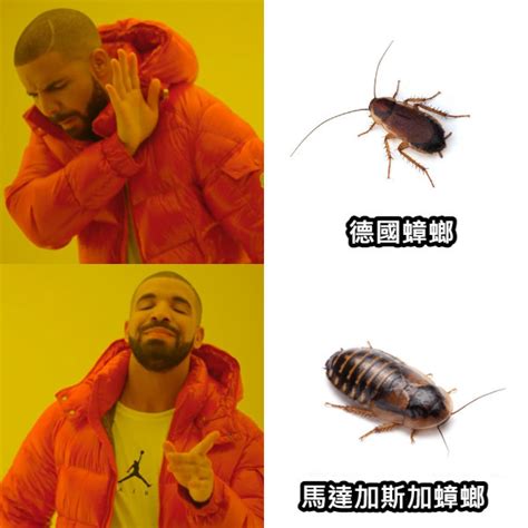 蟑螂螢火蟲梗圖|Meme 梗圖倉庫